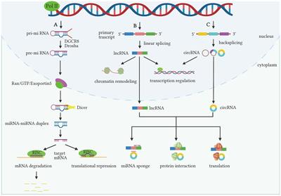 Exosomal noncoding RNAs in gynecological cancers: implications for therapy resistance and biomarkers